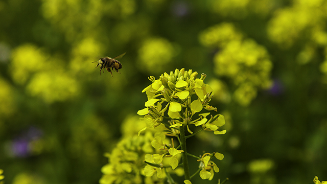 Biene fliegt auf Senfpflanze zu