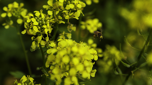 Biene fliegt über Senfpflanze